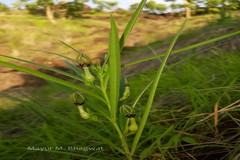 Ceropegia noorjahaniae